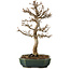 Acer buergerianum, 24 cm, ± 15 anni, con nebari di 4 cm