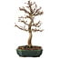 Acer buergerianum, 24 cm, ± 15 años, con un nebari de 4 cm