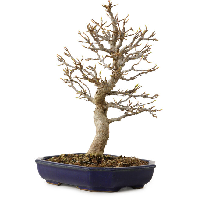 Acer buergerianum, 24 cm, ca. 15 Jahre alt, mit einem Wurzelhals von 4 cm