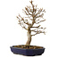 Acer buergerianum, 24 cm, ± 15 years old, with a nebari of 4 cm