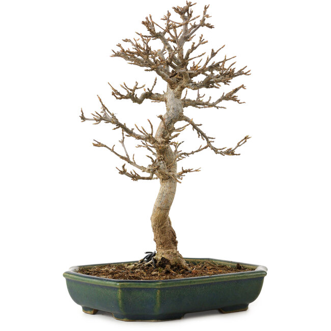 Acer buergerianum, 24 cm, ± 15 years old, with a nebari of 4 cm