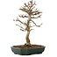 Acer buergerianum, 24 cm, ± 15 anni, con nebari di 4 cm