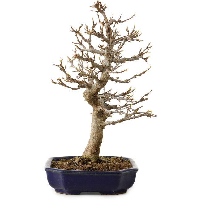 Acer buergerianum, 24 cm, ± 15 ans, avec un nebari de 4 cm