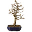 Acer buergerianum, 24 cm, ± 15 years old, with a nebari of 4 cm