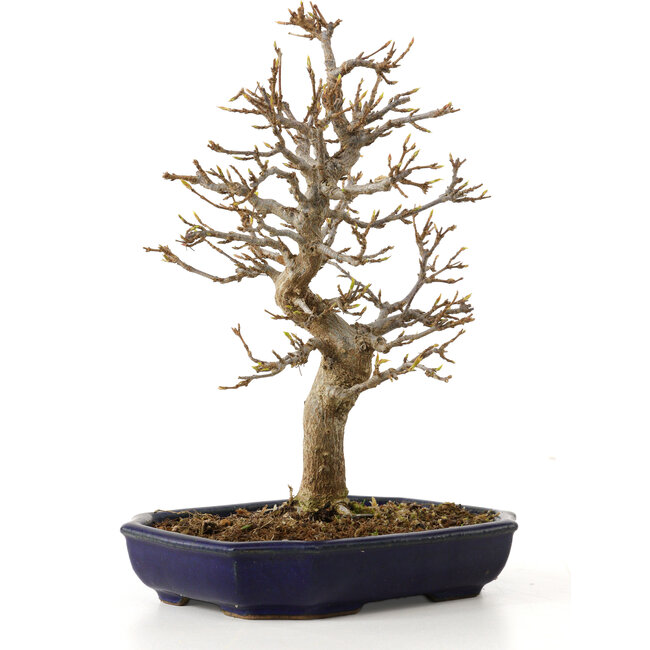 Acer buergerianum, 24 cm, ± 15 jaar oud, met een nebari van 4 cm