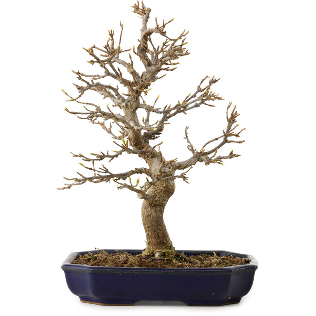 Acer buergerianum, 24 cm, ± 15 years old, with a nebari of 4 cm