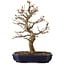 Acer buergerianum, 24 cm, ± 15 años, con un nebari de 4 cm