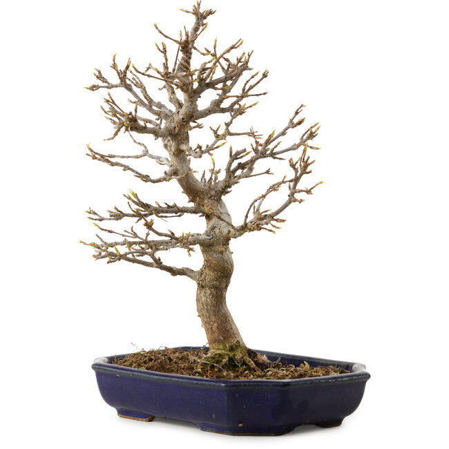 Acer buergerianum, 24 cm, ± 15 años, con un nebari de 4 cm