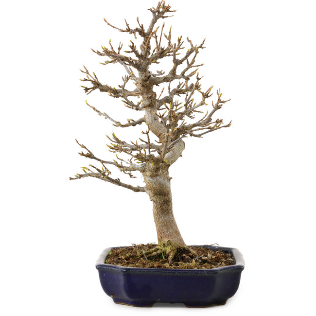 Acer buergerianum, 24 cm, ca. 15 Jahre alt, mit einem Wurzelhals von 4 cm