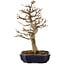 Acer buergerianum, 24 cm, ± 15 años, con un nebari de 4 cm