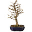Acer buergerianum, 24 cm, ± 15 ans, avec un nebari de 4 cm