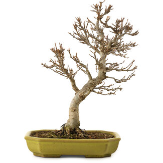Acer buergerianum, 24 cm, ± 15 anni