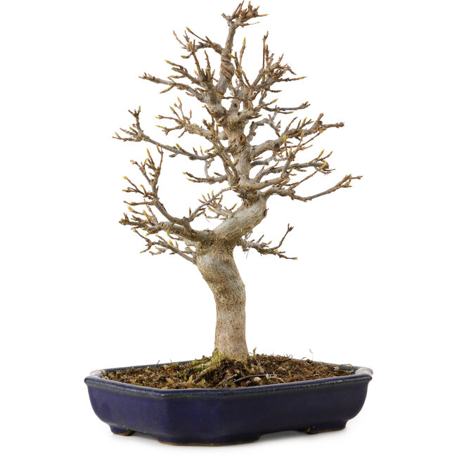 Acer buergerianum, 24 cm, ca. 15 Jahre alt, mit einem Wurzelhals von 4 cm