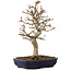 Acer buergerianum, 24 cm, ± 15 años, con un nebari de 4 cm