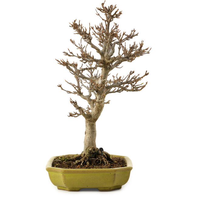 Acer buergerianum, 24 cm, ± 15 years old, with a nebari of 4 cm