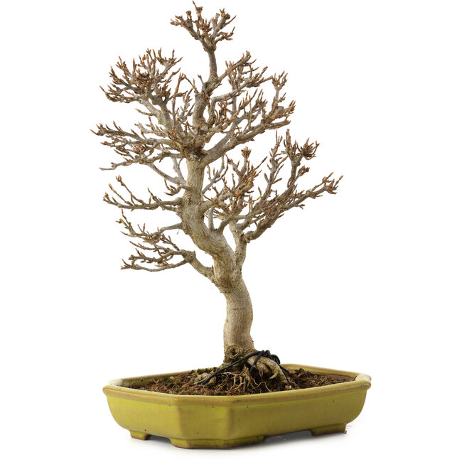 Acer buergerianum, 24 cm, ± 15 ans, avec un nebari de 4 cm