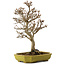Acer buergerianum, 24 cm, ± 15 anni, con nebari di 4 cm