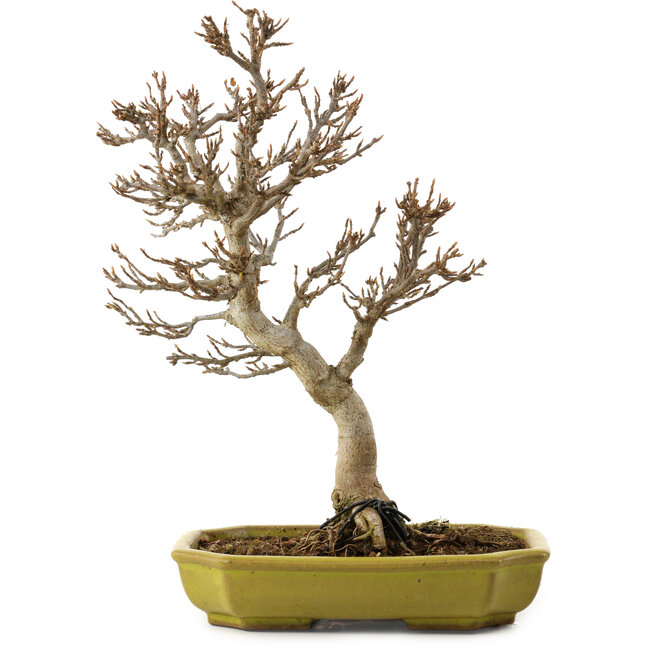 Acer buergerianum, 24 cm, ± 15 años, con un nebari de 4 cm