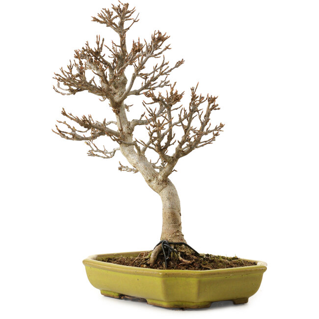 Acer buergerianum, 24 cm, ± 15 ans, avec un nebari de 4 cm