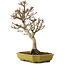 Acer buergerianum, 24 cm, ± 15 años, con un nebari de 4 cm