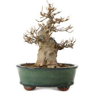 Acer buergerianum, 15 cm, ± 12 years old