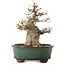 Acer buergerianum, 15 cm, ± 12 años de edad, con un nebari de 7 cm