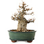 Acer buergerianum, 15 cm, ± 12 jaar oud, met een nebari van 7 cm
