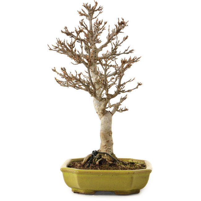 Acer buergerianum, 24 cm, ± 15 anni, con nebari di 4 cm