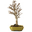 Acer buergerianum, 24 cm, ± 15 ans, avec un nebari de 4 cm