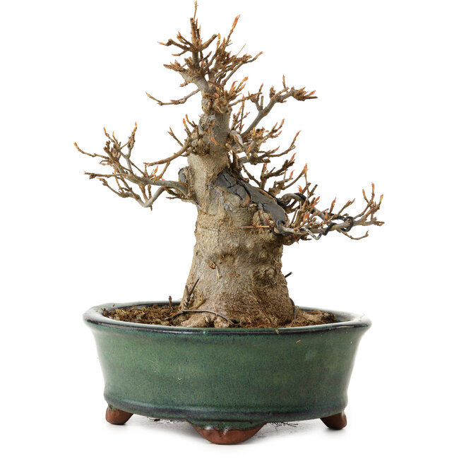 Acer buergerianum, 15 cm, ± 12 anni, con nebari di 7 cm
