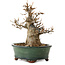 Acer buergerianum, 15 cm, ± 12 years old, with a nebari of 7 cm