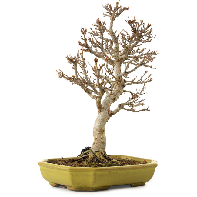 Acer buergerianum, 24 cm, ca. 15 Jahre alt, mit einem Wurzelhals von 4 cm