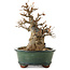 Acer buergerianum, 15 cm, ± 12 years old, with a nebari of 7 cm