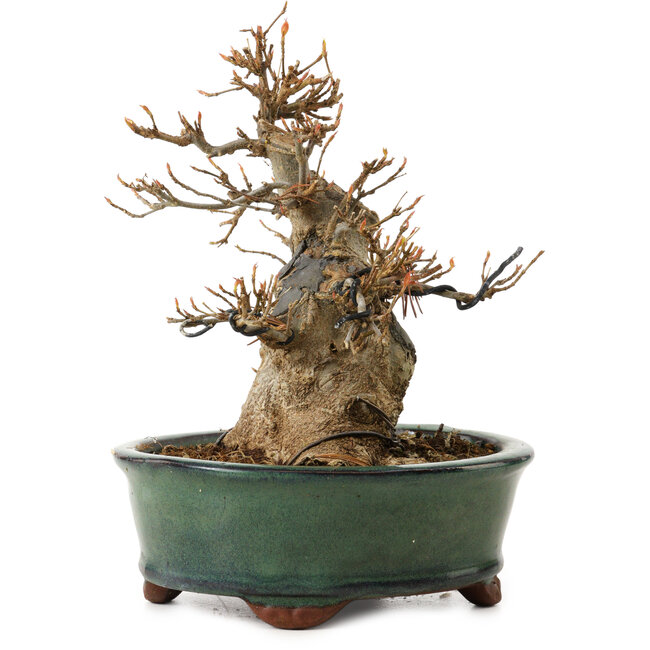 Acer buergerianum, 15 cm, ± 12 jaar oud, met een nebari van 7 cm