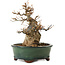 Acer buergerianum, 15 cm, ± 12 years old, with a nebari of 7 cm