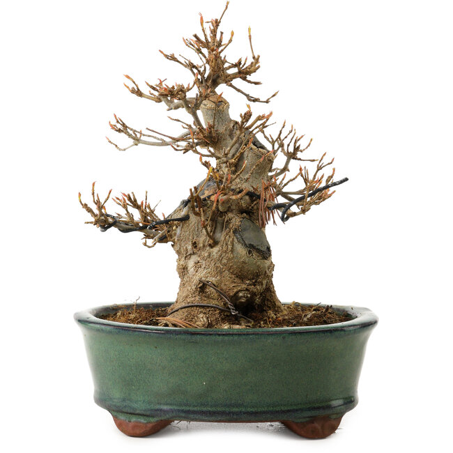 Acer buergerianum, 15 cm, ± 12 jaar oud, met een nebari van 7 cm
