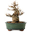 Acer buergerianum, 15 cm, ± 12 años de edad, con un nebari de 7 cm