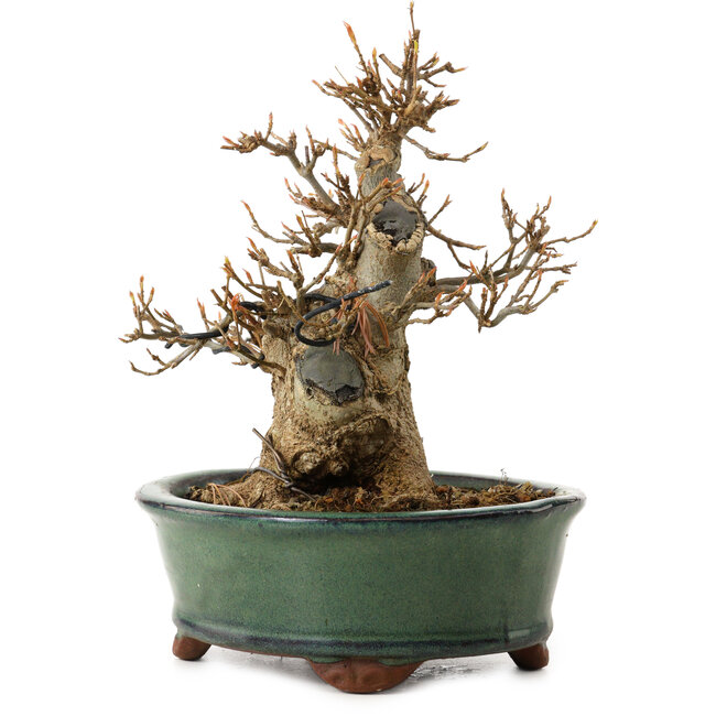 Acer buergerianum, 15 cm, ± 12 anni, con nebari di 7 cm