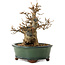 Acer buergerianum, 15 cm, ± 12 years old, with a nebari of 7 cm