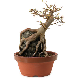 Acer buergerianum, 18 cm, ± 12 years old