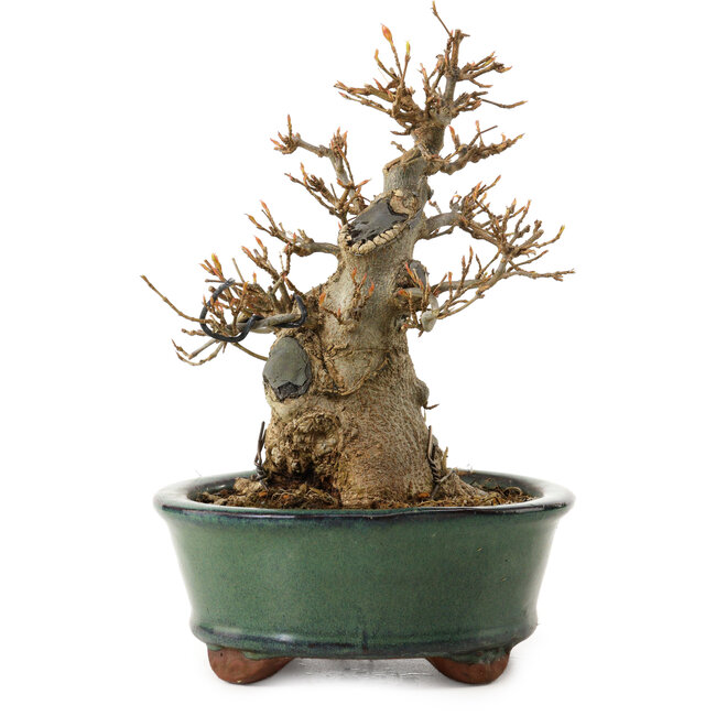 Acer buergerianum, 15 cm, ± 12 ans, avec un nebari de 7 cm
