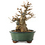 Acer buergerianum, 15 cm, ± 12 anni, con nebari di 7 cm