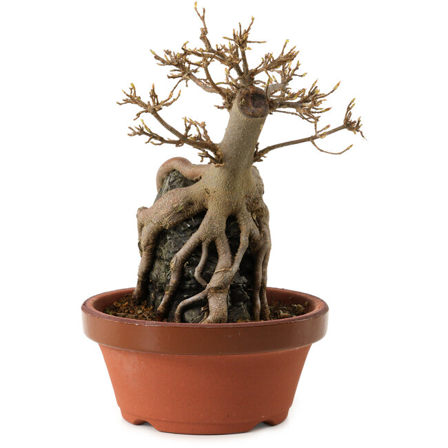 Acer buergerianum, 18 cm, ± 12 años