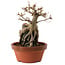 Acer buergerianum, 18 cm, ± 12 ans