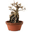 Acer buergerianum, 18 cm, ± 12 years old