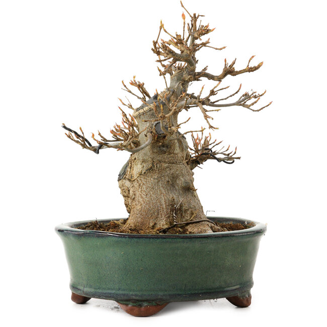 Acer buergerianum, 15 cm, ± 12 años de edad, con un nebari de 7 cm