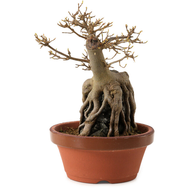 Acer buergerianum, 18 cm, ± 12 Jahre alt