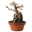 Acer buergerianum, 18 cm, ± 12 años
