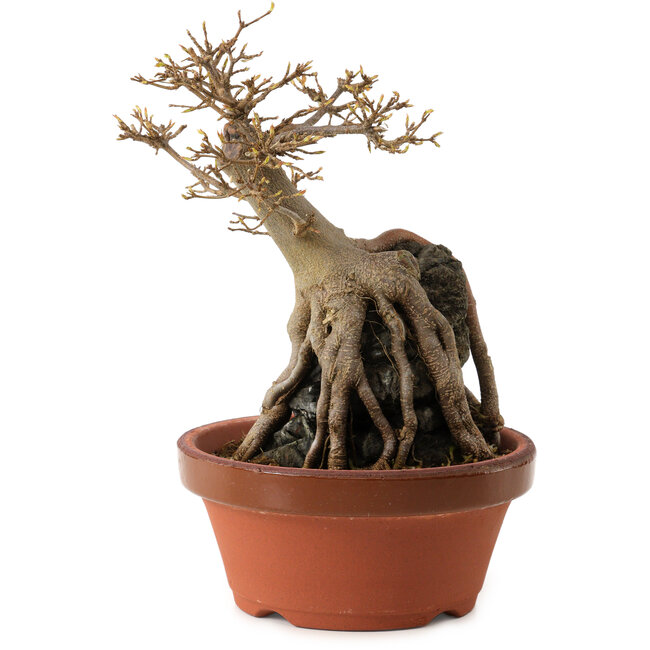 Acer buergerianum, 18 cm, ± 12 years old