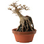Acer buergerianum, 18 cm, ± 12 años